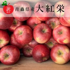 【新物訳あり】青森県産りんご（大紅栄）約4～5Kg（14玉～16玉）