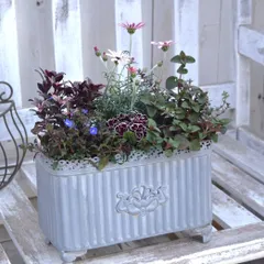 ローダンセマム　苗♡かわいいお庭♡ガーデン　ガーデニング　春 ローダンセマム 苗♡かわいいお庭♡ガーデン ガーデニング 春