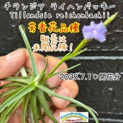 チランジア キューティーパイ Tillandsia Cutie Pie | Shop at Mercari