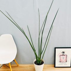 ［現品］【希少】ストレリチア　ノンリーフ　8号　観葉植物　大型　室内　レア  スタイリッシュ　ユンケア