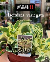 新品種‼️　ラキニアータバリエガータ　カランコエ斑入り　見本写真