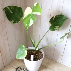 斑入り♡モンステラ♡イエローモンスター♡鉢ごと♡ - メルカリ