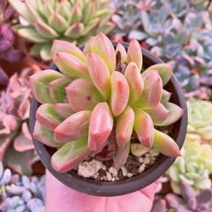 多肉植物　シャネルゴールド　群生　抜き苗　るる農園