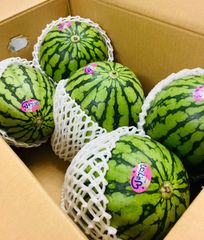 熊本県産 小玉すいか 5玉 箱込み 約7.5Kg Mサイズ以上 特A優品  (001)小玉西瓜  熊本県産 果物 フルーツ ギフト プレゼント用   【バイヤー推奨商品】