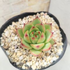 ①ムーンストーン　カット苗