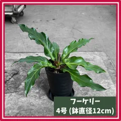 楽天市場】□観葉植物□アンスリューム アンスリウム フーケリー
