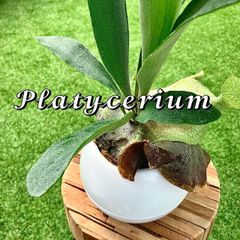 《観葉植物》コウモリラン【ビカクシダ】底面給水鉢