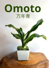 盆栽　万年青 オモト 瀬戸焼の鉢 ３号（クリーム）