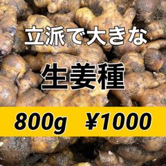 立派な大きな生姜種‼️今が植え時です‼️何キロでも承れます！コメント 