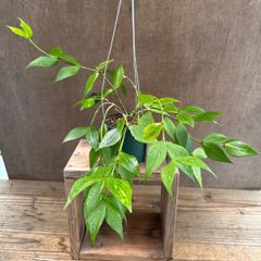 ホヤ ポリネウラ ② Hoya polyneura ホヤ フィッシュテール キョウチクトウ サクララン 桜蘭 観葉植物 観葉 植物 珍奇植物 つる性 ハンギングにおすすめ プレゼント 贈り物 人生の出発 人生の門出