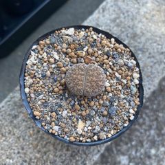多肉植物 リトープス グレー紫勲玉