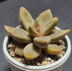 エケベリア  原種  フミリス カマルゴ その9 humilis Camargo  ケーレス実生苗 月曜or火曜日発送。