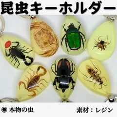 セール中!❗　サソリ剥製標本　蠍 61aFGdgpHwL._UF894,1000_QL80_.jpg