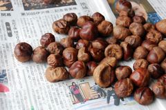 2024年産　長野県産　トチの実１ｋｇ