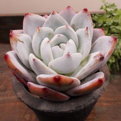 MA070	トロムソー	【イータニク】多肉植物　韓国苗　第四種郵便発送