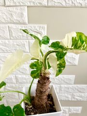 モンステラ⭐️幹立ち⭐️葉約45cm モンステラ⭐️幹立ち⭐️葉約45cm 幹立ちモンステラ774｜観葉