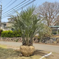 ココスヤシ　抜き苗　引き取り限定　福岡県 ココスヤシの一覧｜🍀GreenSnap（グリーンスナップ）