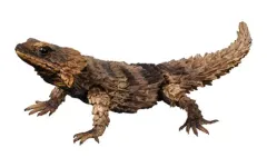 「レアセット」アルマジロトカゲ　モザイクセット　墨入れ付き BANDAI - いきもの大図鑑 アルマジロトカゲ スミ入れ 墨入れver