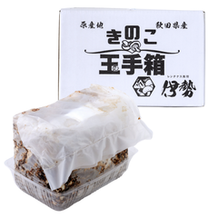 レンチナスの椎茸栽培キット