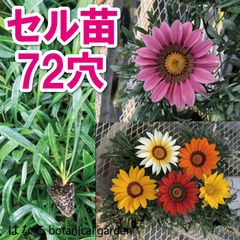 受注生産品です。3/30～順次発送予定になります。【花のセル苗】プラグ苗　ガザニア　ベッキー　72穴70本　特価　プラグ苗　セル苗　種　タネ　播種　自家用　業務用