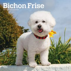 【輸入版】2024年 ビション・フリーゼ カレンダー / ブラウントラウト 30.5 x 61 cm (Bichon Frise  Calendar)