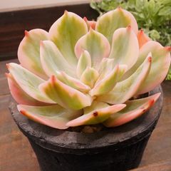 MA137	インブリカタ錦	【イータニク】多肉植物　韓国苗　第四種郵便発送