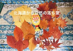 2024年最新】落ち葉 紅葉の人気アイテム - メルカリ