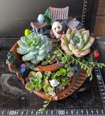 ♥多肉植物♥そのまま飾れる寄せ植え♥茶トラねこちゃん~♥ - メルカリ