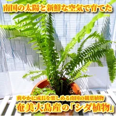 2023年最新】タマシダの人気アイテム - メルカリ