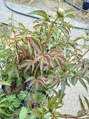 黄金万両令和の栄 希少種6号鉢 - メルカリ