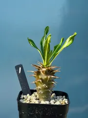週末限定価格！】パキポディウム アンボンゲンセ 大株 良型 塊根植物