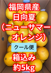 北海道沖縄離島追加送料無し 福岡県産日向夏（ニューサマーオレンジ）箱込み約5kg クール便
