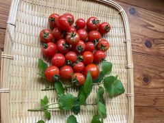 【農薬・化学肥料不使用】朝採れ新鮮ミニトマト300g & レモンバーム