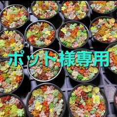 ポット様専用