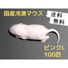 2026年最新】冷凍マウスの人気アイテム - メルカリ