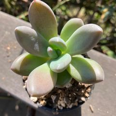 ハーガイトリマネンシス　抜き苗　多肉植物　モフ多肉