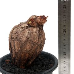 ★ディスキディア　ナムコック　吊り鉢仕様 観葉植物）ディスキディア ナムコック 吊り鉢タイプ ３号（１鉢