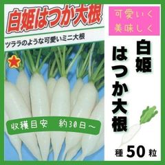 【野菜の種】ツララのようなかわいいミニ大根「白姫」種５０粒～収穫約３０日～