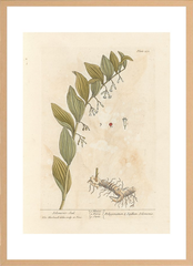 世界の名画 100年前 アートポスター ボタニカル 植物 果物 ハーブ ヴォイニッチ手稿 絵画 おしゃれ レトロ ポップ インテリア フレームなし （A3サイズ）（ポスターのみ）