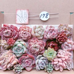 178  多肉植物寄せ植えセット
