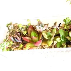 多肉植物寄せ植え