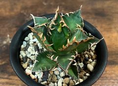 Agave Titanota RedCat Weezle/アガベ チタノタ レッドキャットウィーズル 赤猫/ゴリ猫 発根済み 送料込み
