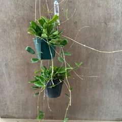 2025年最新】希少なホヤ植物の人気アイテム - メルカリ