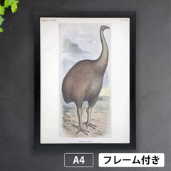 ジャイアントモア　飛べない鳥　絶滅動物　生物多様性遺産図書館から　A4 荒い麻布の風合い アートポスター【フレーム付】《AS》
