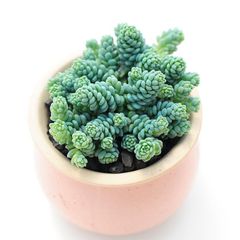 【セール】ディオーン・エデュレ / 新芽展開中 ソテツ 多肉 希少 鉢ごと発送 お盆セール】ディオーン・エデュレ / 脇芽付き 新芽展開中
