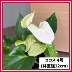 (5鉢以上で送料無料)  ココス アンスリウム 4号 赤 愛んすりうむ 高さ約40cm アンスリューム アンシカル