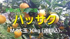 ☆お買い得10kg箱☆フレッシーな八朔(訳あり)