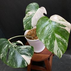 ☆頂芽あり！【モンステラ  ホワイトタイガー】 #188  / 斑入り 観葉植物