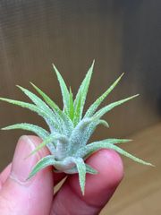 【ネコポス】チランジア イオナンタ アンクル ビス パール Tillandsia ionantha 'Uncle Vuth Pearl'　キンクマ農園☆T0116