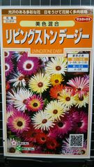 リビングストン デージー 種 郵便 ３袋セット